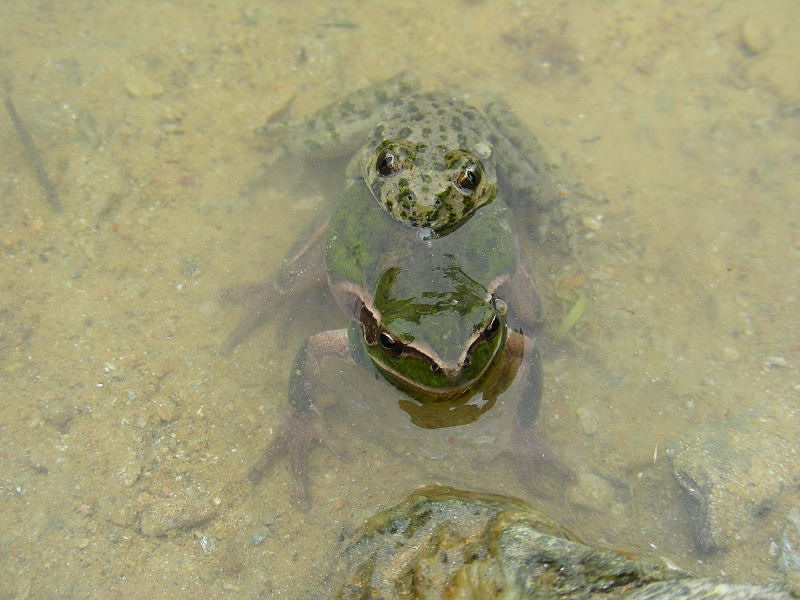 Pelodytes punctatus e Hyla meridionalis